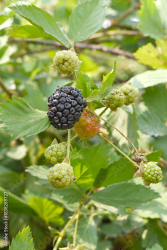 Natural food - fresh ripe and unripe blackberries in a garden. Bunch of ripe and unripe blackberry fruit on branch with green leaves on a farm. Close-up, blurred background. Chakwal, Punjab, Pakistan