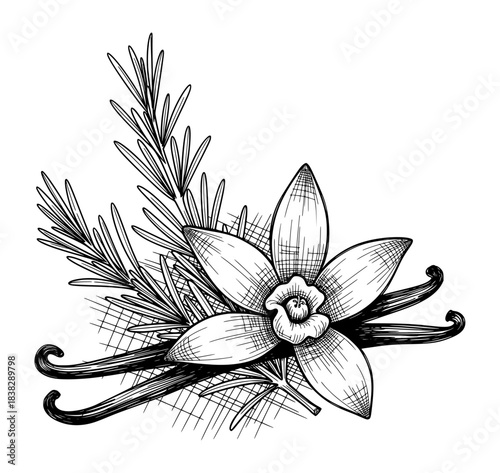 Vanilla Flower with Pods and Rosemary Botanical Arrangement. Hand Drawn Ink Line Art Illustration with Vintage Engraving Texture.