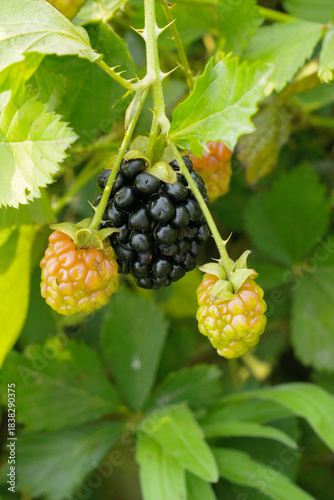 Natural food - fresh ripe and unripe blackberries in a garden. Bunch of ripe and unripe blackberry fruit on branch with green leaves on a farm. Close-up, blurred background. Chakwal, Punjab, Pakistan