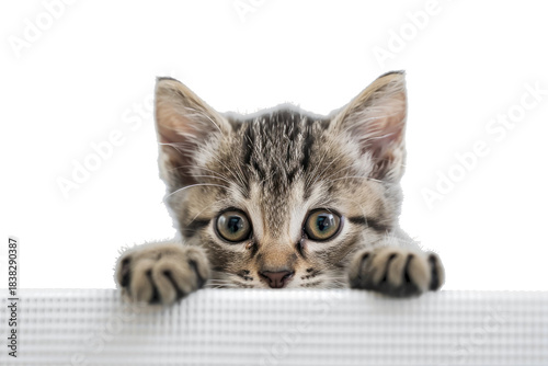 Curious Kittens Playful Peep. White or PNG Transparent Background.
