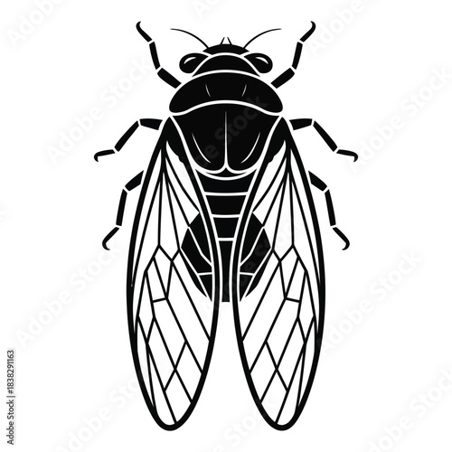Cicada insect outline drawing detailed wings isolated on transparent background entomology nature fauna summer season symbolic artwork illustration