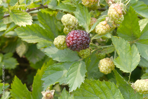 Natural food - fresh ripe and unripe blackberries in a garden. Bunch of ripe and unripe blackberry fruit on branch with green leaves on a farm. Close-up, blurred background. Chakwal, Punjab, Pakistan