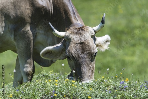 Allgäu Brown Swiss, (Bos primigenius taurus), Allgäu, Bavaria, Germany