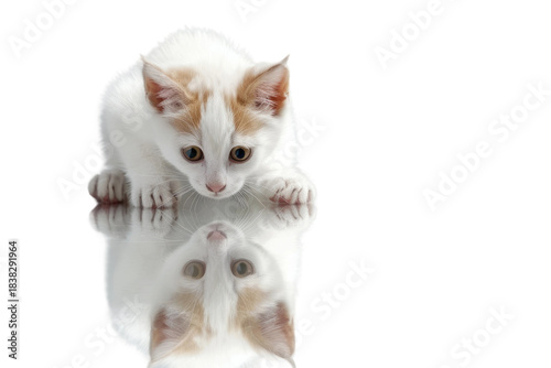 White and Orange Cat looking at its reflection. White or PNG Transparent Background.