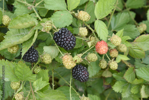 Natural food - fresh ripe and unripe blackberries in a garden. Bunch of ripe and unripe blackberry fruit on branch with green leaves on a farm. Close-up, blurred background. Chakwal, Punjab, Pakistan