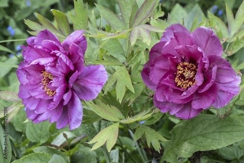Shrub peony (Paeonia suffruticosa Leda), Emsland, Lower Saxony, Germany