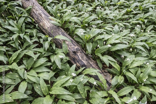 Ramson (Allium ursinum) in the Hainich, Thuringia, Germany