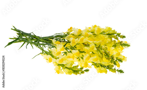 A bouquet of snapdragon flowers isolated