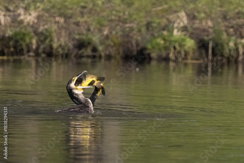 Cormorant in the water devouring a tench (Tinca tinca), Hesse, Germany