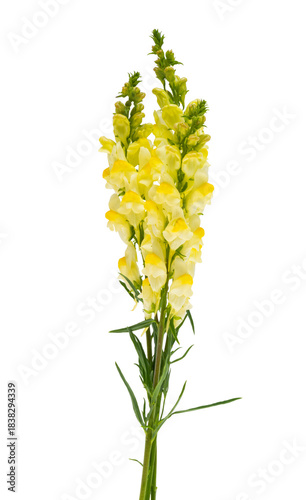 A bouquet of snapdragon flowers isolated