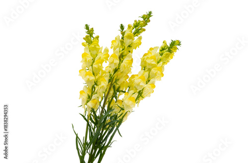 A bouquet of snapdragon flowers isolated