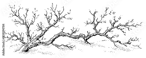 Dry leafless tree branch or gnarled driftwood Hand drawn ink sketch vector illustration of dead nature