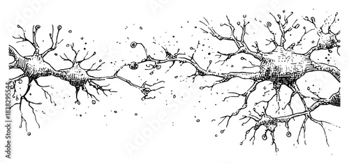 Hand drawn neuron cells vector sketch of brain network connection and nervous system in black and white doodle style