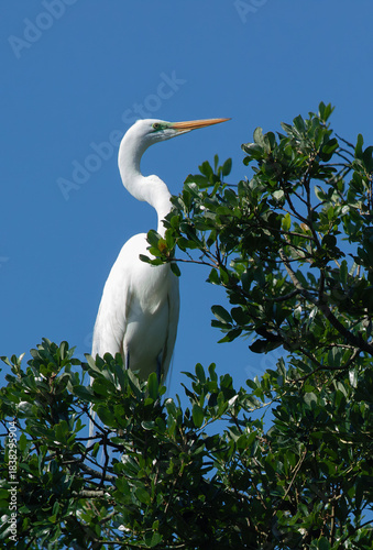 Great White Heron in a tree