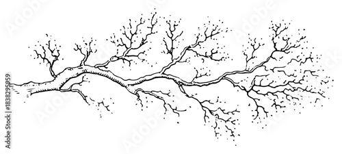 Hand drawn bare tree branch with gnarly twigs in vintage winter sketch style