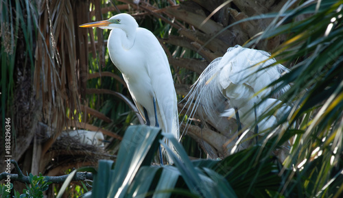 Great White Heron in a tree