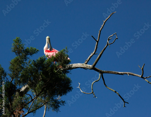 Roseate Spoonbill in a tree