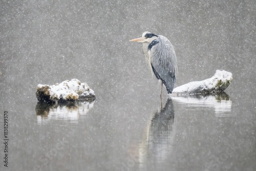 Grey heron (Ardea cinerea) standing in water, snowfall, winter, Hesse, Germany