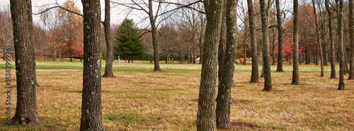Bare Tree Trunks in an Autumn Meadow at Springfield Botanical Center