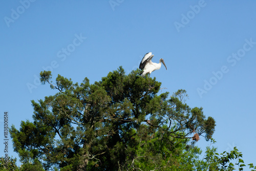Roseate Spoonbill in a tree