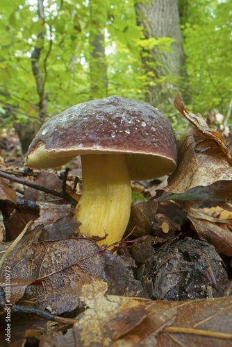 Red-legged boletus, red-legged boletus, felt boletus, felt boletus, Xerocomus, boletes, Boletaceae, boletaceae (Boletales) (Xerocomus chrysenteron), Hesse, Germany