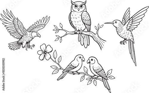 Monochrome Bird Species Collection - Detailed Eagle, Owl, Hummingbird, and Lovebird Illustrations