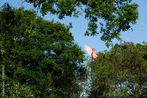 Roseate Spoonbill in a tree