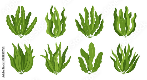 Collection of diverse green aquatic plants and seaweeds illustrated on a white background.