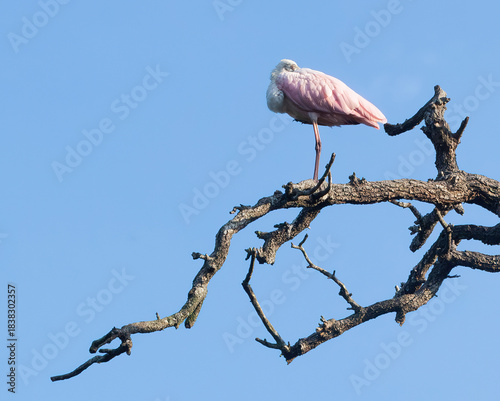 Roseate Spoonbill in a tree