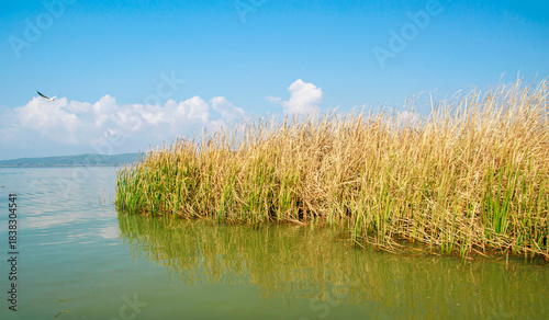 Fototapeta Naklejka Na Ścianę i Meble -  blue sky, grass, reeds on the lake