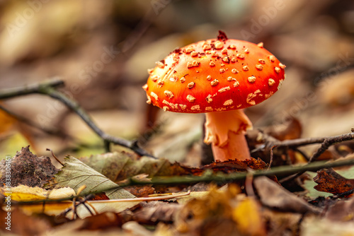 Der Fliegenpilz steht dort wie ein Wächter einer vergessenen Märchenwelt – leuchtend rot, bestreut mit hellen Tupfen, als hätte der Herbst selbst seine Finger in Farbe getaucht und ihn verziert. Zwisc