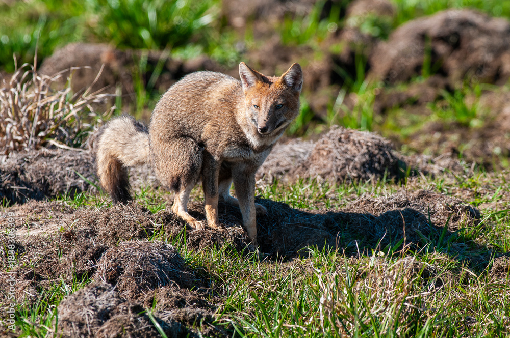 Fototapeta premium Grey fox in Ibera Marsh National Park environment, Corrientes Province, Argentina.