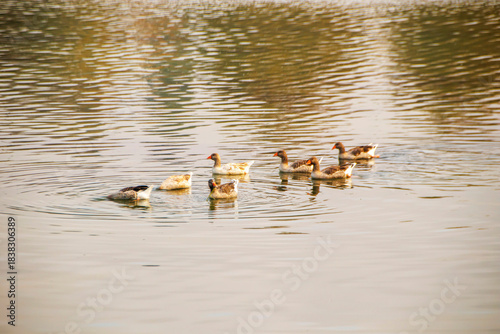 ducks swimming on the lake