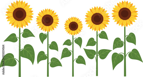 Cute Cartoon Sunflower Vector Set with Big Yellow Blooms, Stems, and Green Leaves