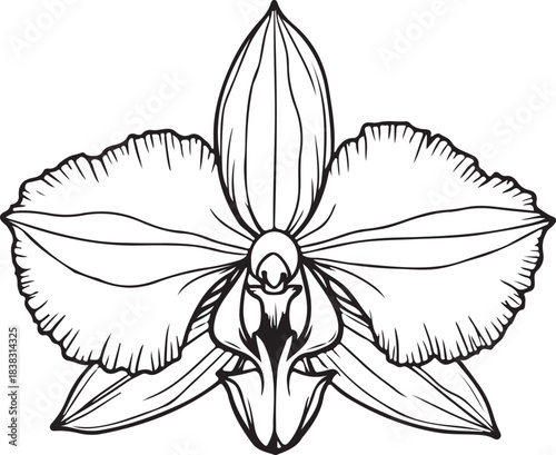 Porcelain Orchid Flower Type, Hand-drawn Sketch Drawing Vector Illustration, Line Linear Symbol Engraving Coloring Book, Black and White Isolated