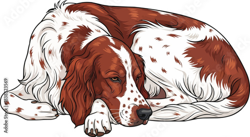 Irish Red and White Setter dog curled up resting pose 