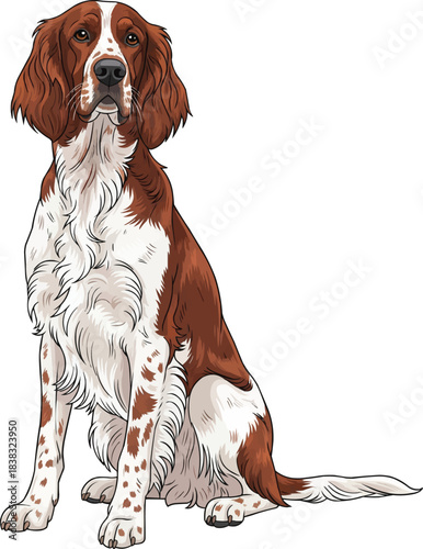Irish Red and White Setter dog sitting alert facing front pose