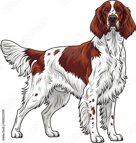 Irish Red and White Setter dog alert front view standing pose