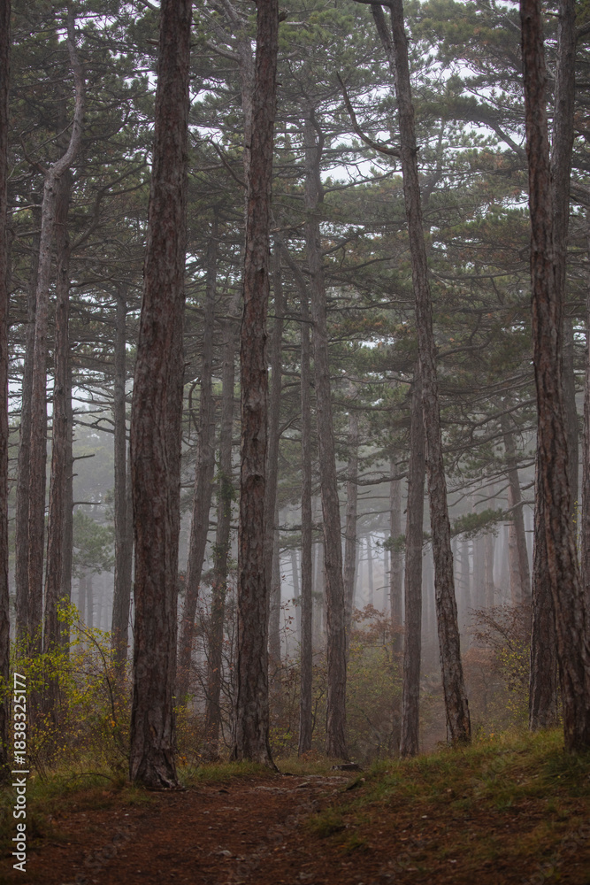 Fototapeta premium misty autumn forest in the morning 