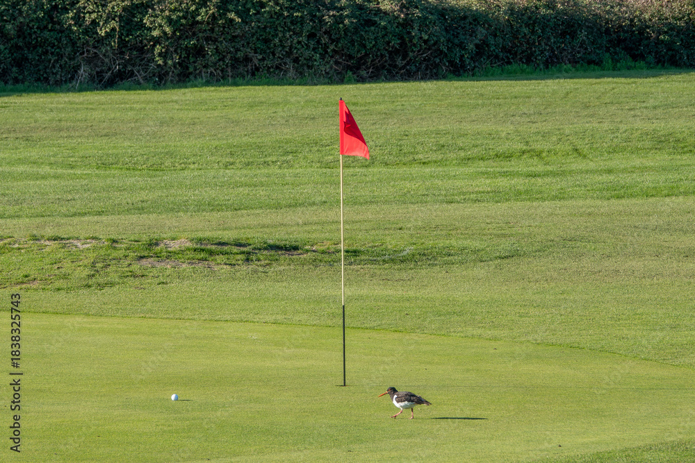 Obraz premium Oystercatcher haematopus ostralegus walking by a flagstick on Gosport And Stokes Bay Golf Club Hampshire England