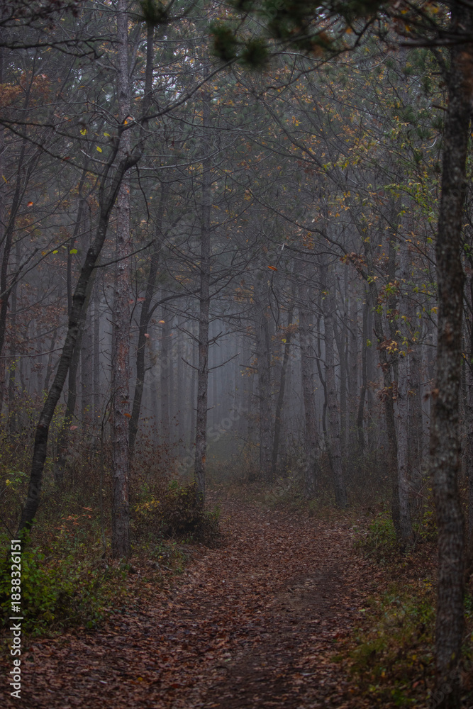 Obraz premium misty autumn forest in the morning 