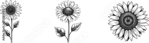 Black and white sunflower illustrations, botanical flower drawings, monochrome floral set, sunflower line art, detailed petals, minimalist plant design