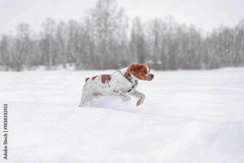 Fototapeta premium Brown and white Brittany Spaniel dog jumping energetically through fresh deep snow in open landscape, full of movement and expression.