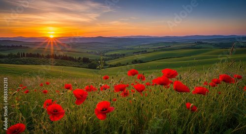 Golden sunset over a field of vibrant red poppies on rolling green hills