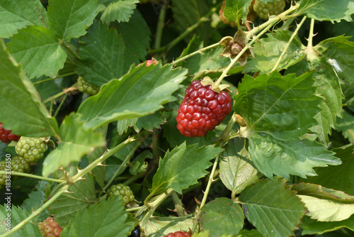 Natural food - fresh unripe blackberries in a garden. Bunch of unripe blackberry fruit, Rubus fruticosus - on branch with green leaves on a farm. Closeup, blurred background. Chakwal, Punjab, Pakistan