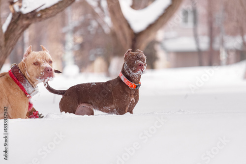Brown and red pitbull dogs with orange and red collars standing in snowy park, alert and watchful, showing strength, focus, and confident stance during winter exercise
