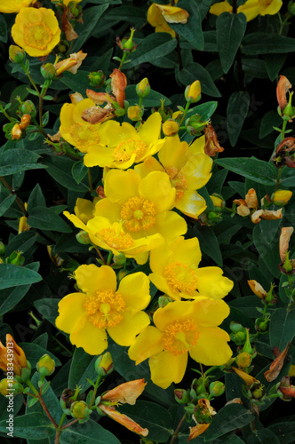 Großkelchige Johanniskraut
