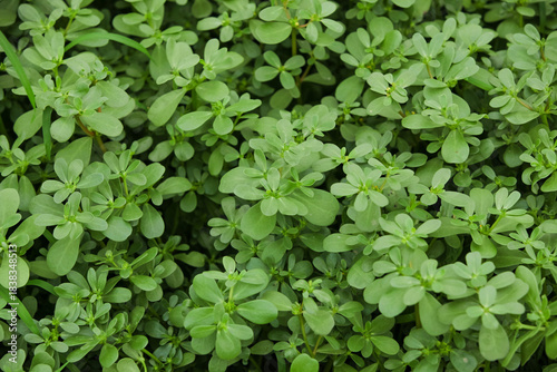 Wallpaper Mural Fresh Amaranth Medicinal Herbs Growing in Field for Chinese Medicine and Gourmet Recipe Ingredients Torontodigital.ca