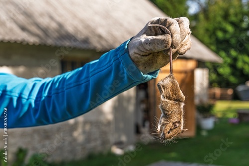 Fotografia A gloved hand holds a dead mouse by the tail outdoors