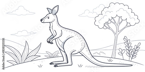 kangaroo in the park